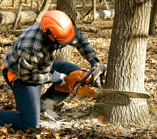 Tree Removal in Haynes, AR